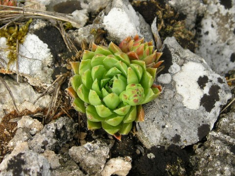 Globiferum Muransky hrad
