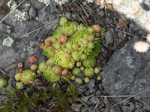 Die Gruppe der Pflanzen von Jovibarba globifera am Naturstandort