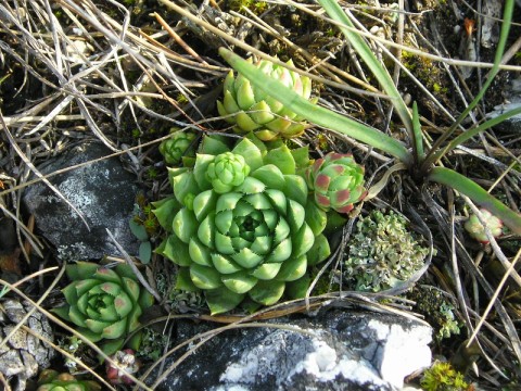 hirta