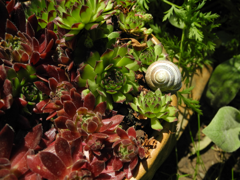Keramikschnecke