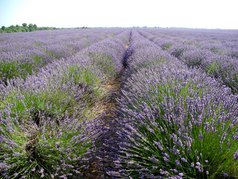 Lavendelblüte