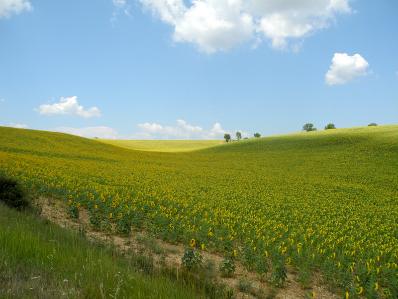 Sonnenblumen