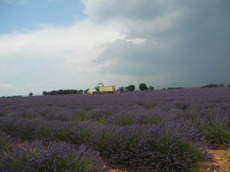 Lavendel