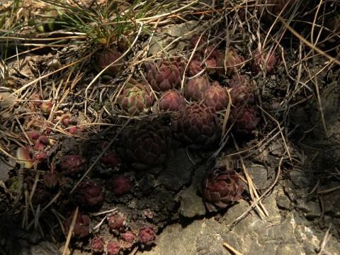 globiferum Gulsen