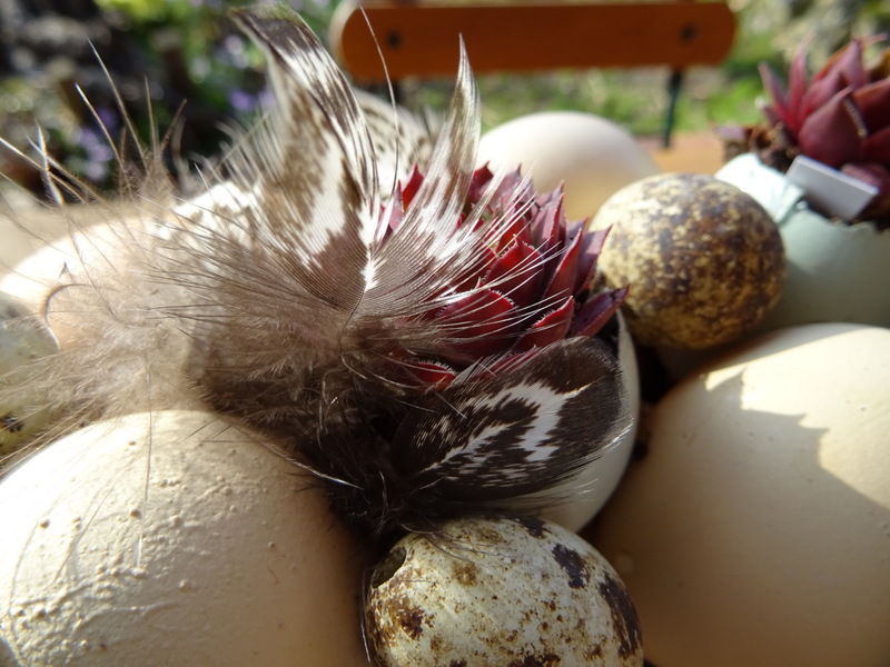 Eier und Federn