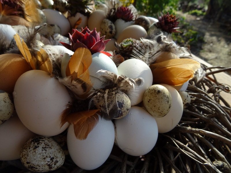 Eier und Federn