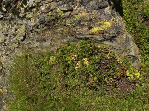 Montanum auf Steinen