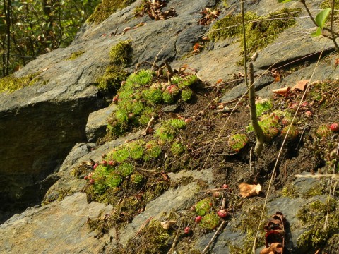 Jovibarba globifera - am Naturstandort, Dolní Bělá, unter der Burgruine