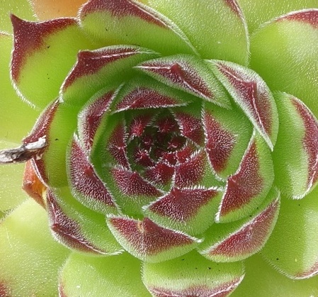 piloseform