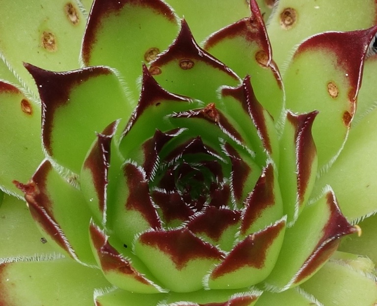glabrous form