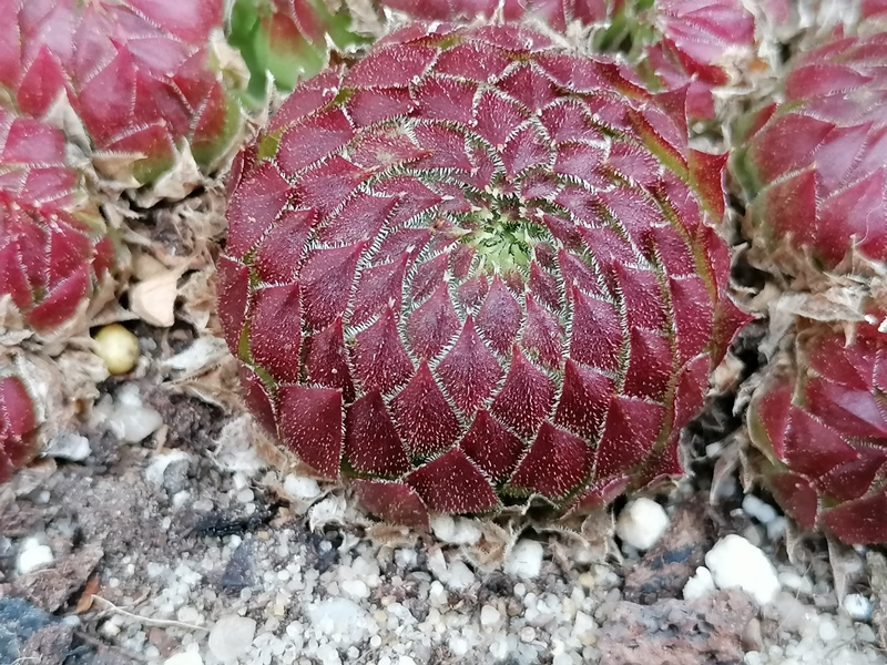 PE 19/3 60
