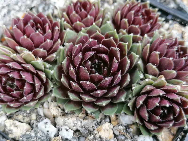 PE 21/056