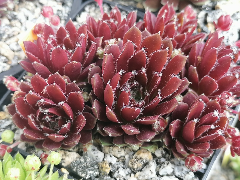 PE 21/056