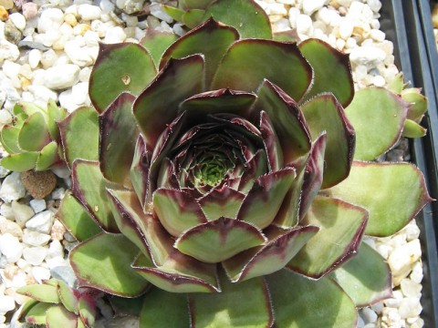 President Arsac falsch