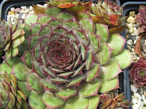 President Arsac falsch