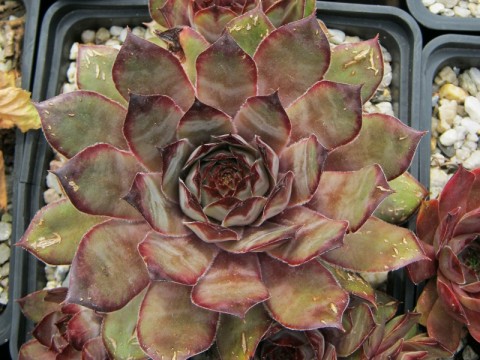 President Arsac falsch