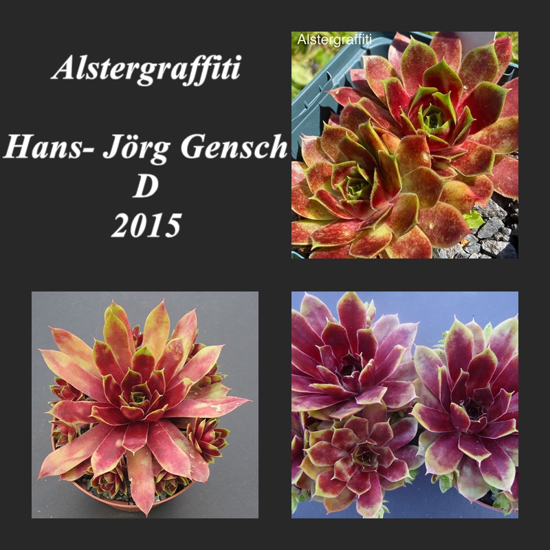 Alstergraffiti