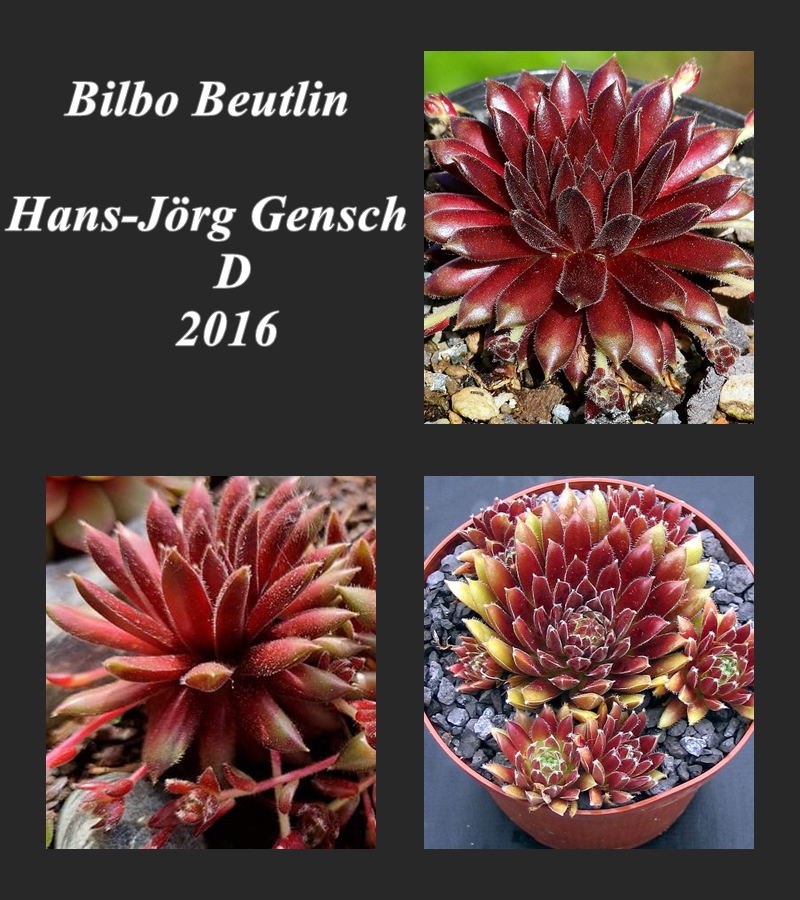 Bilbo Beutlin