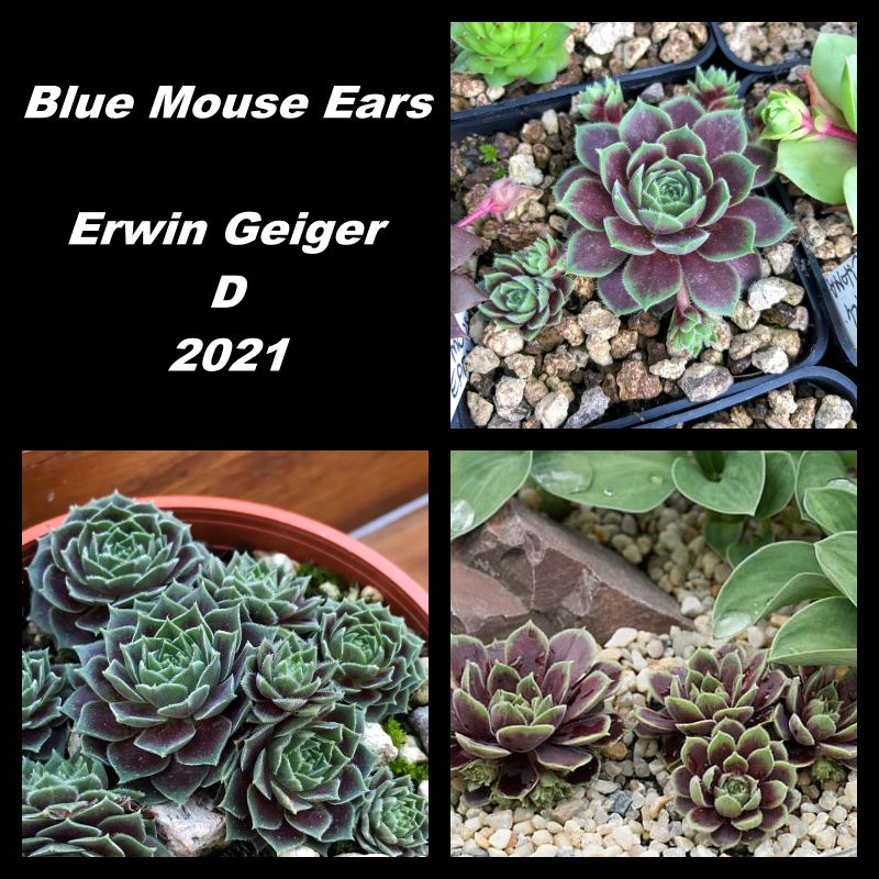 blue mouse ears