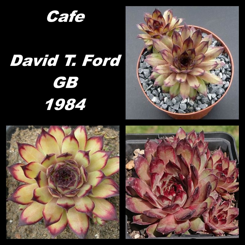 cafe