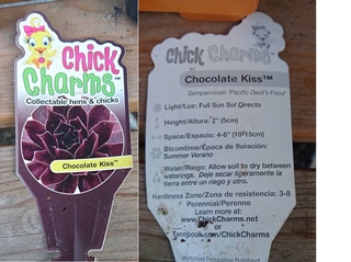 Chick Charms