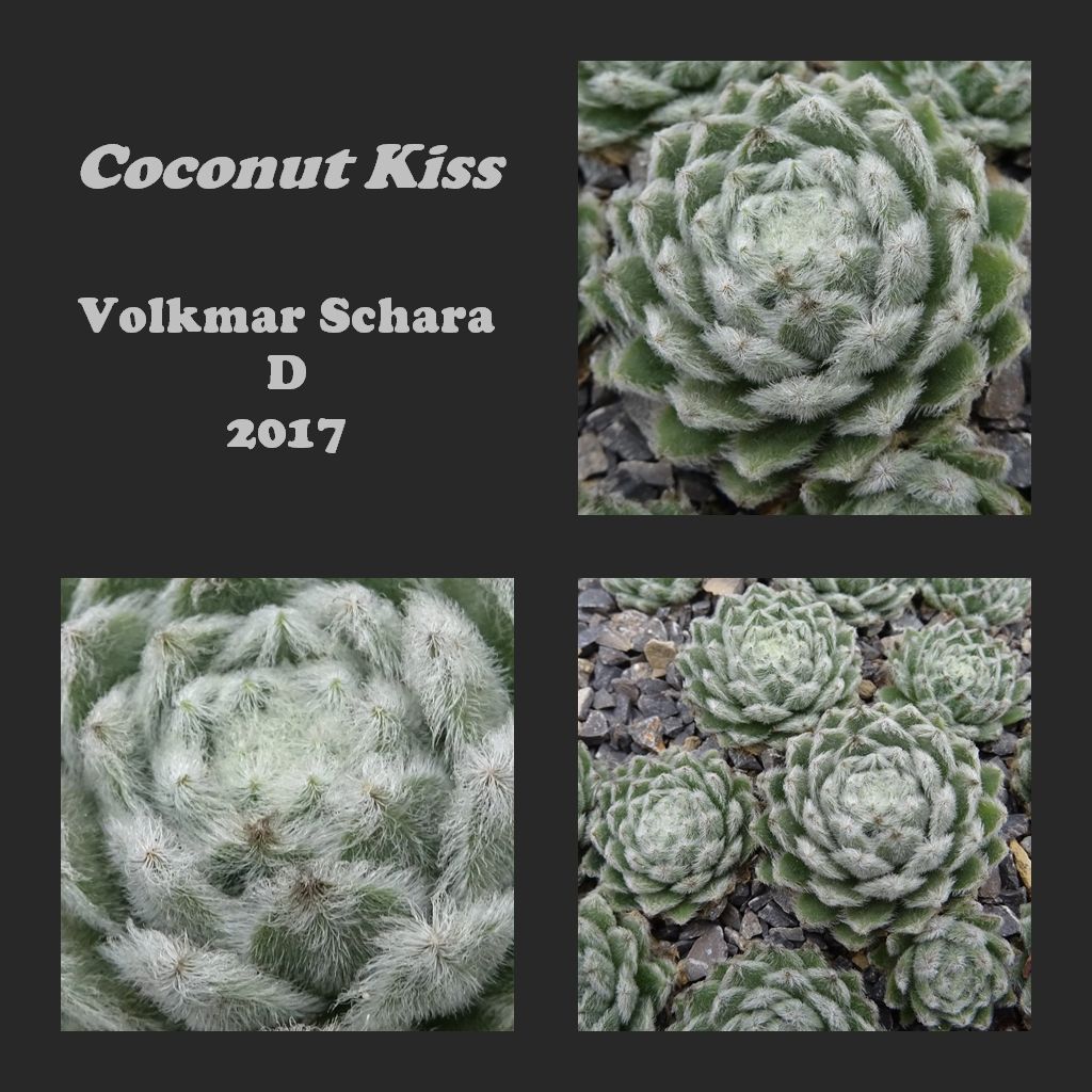 Coconut Kiss