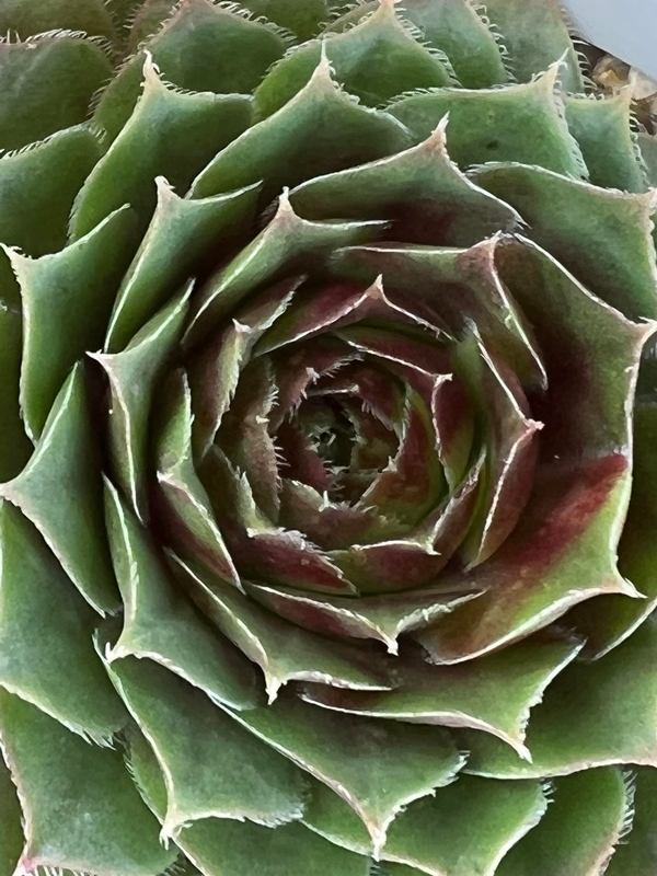 Draco