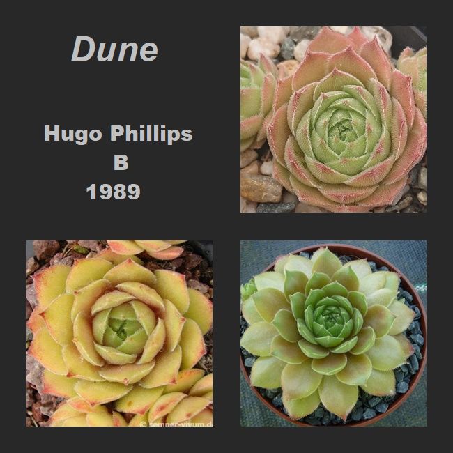 Dune