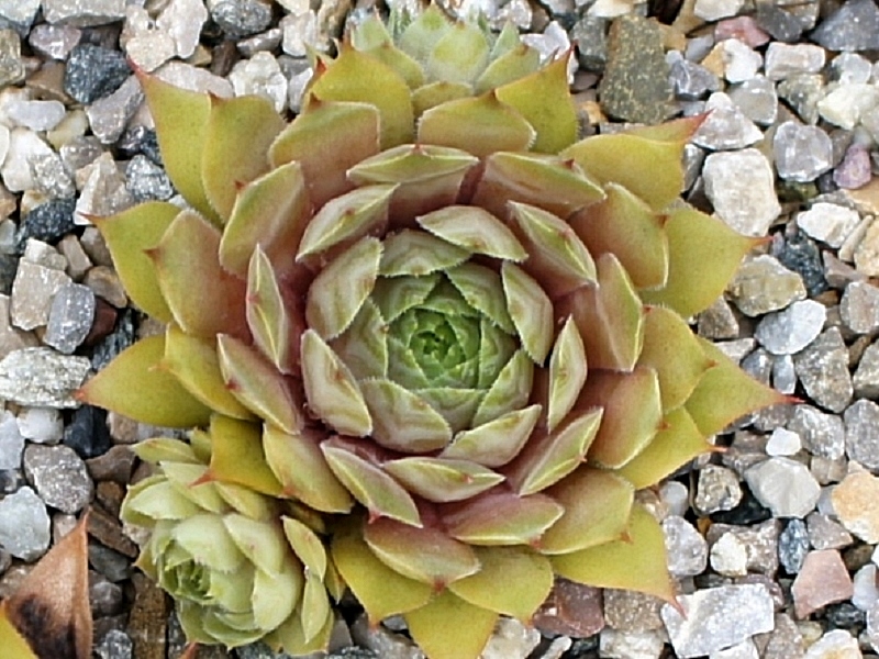 Eureka