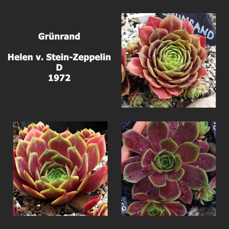 Grünrand