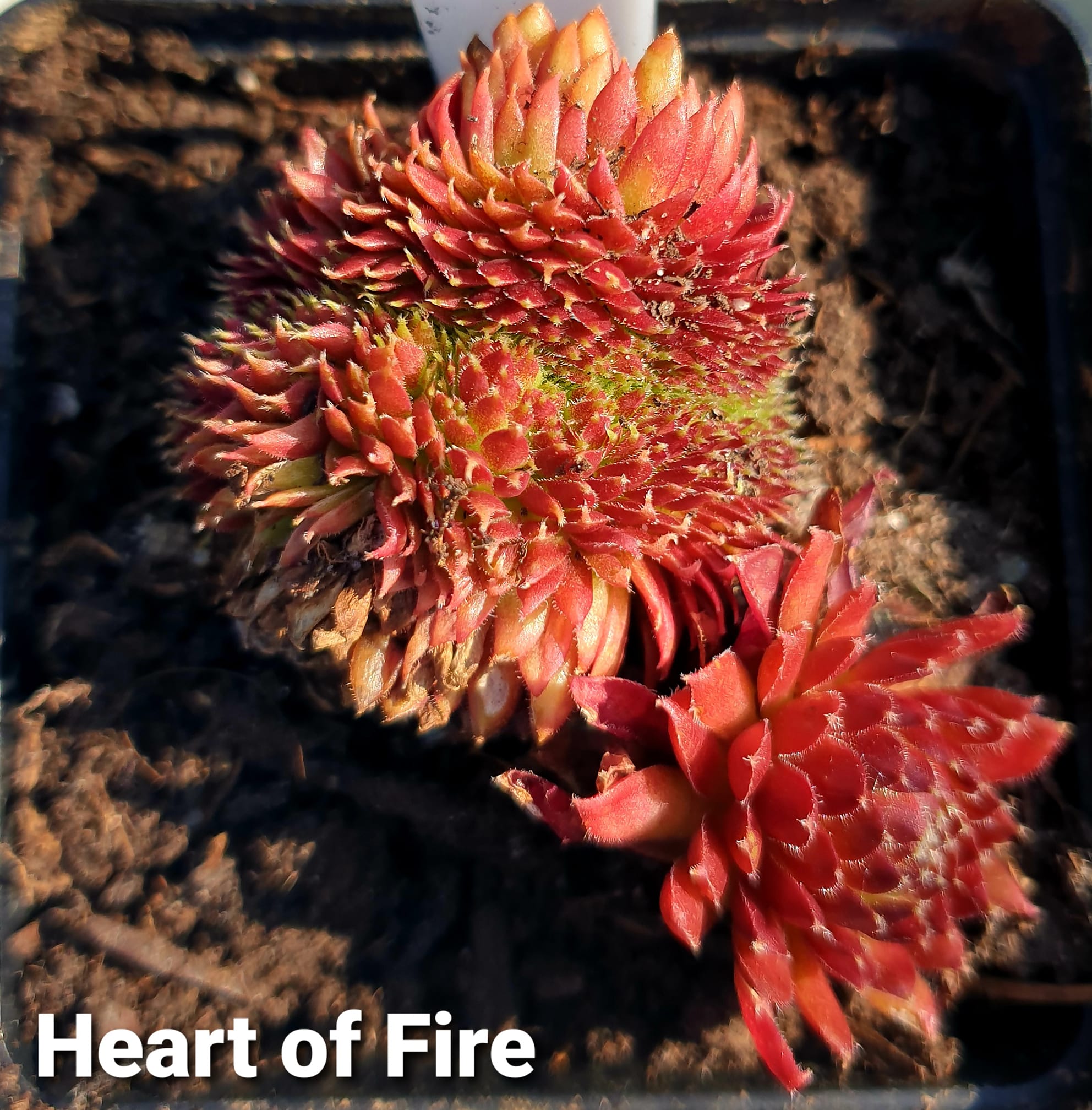 Heart of Fire