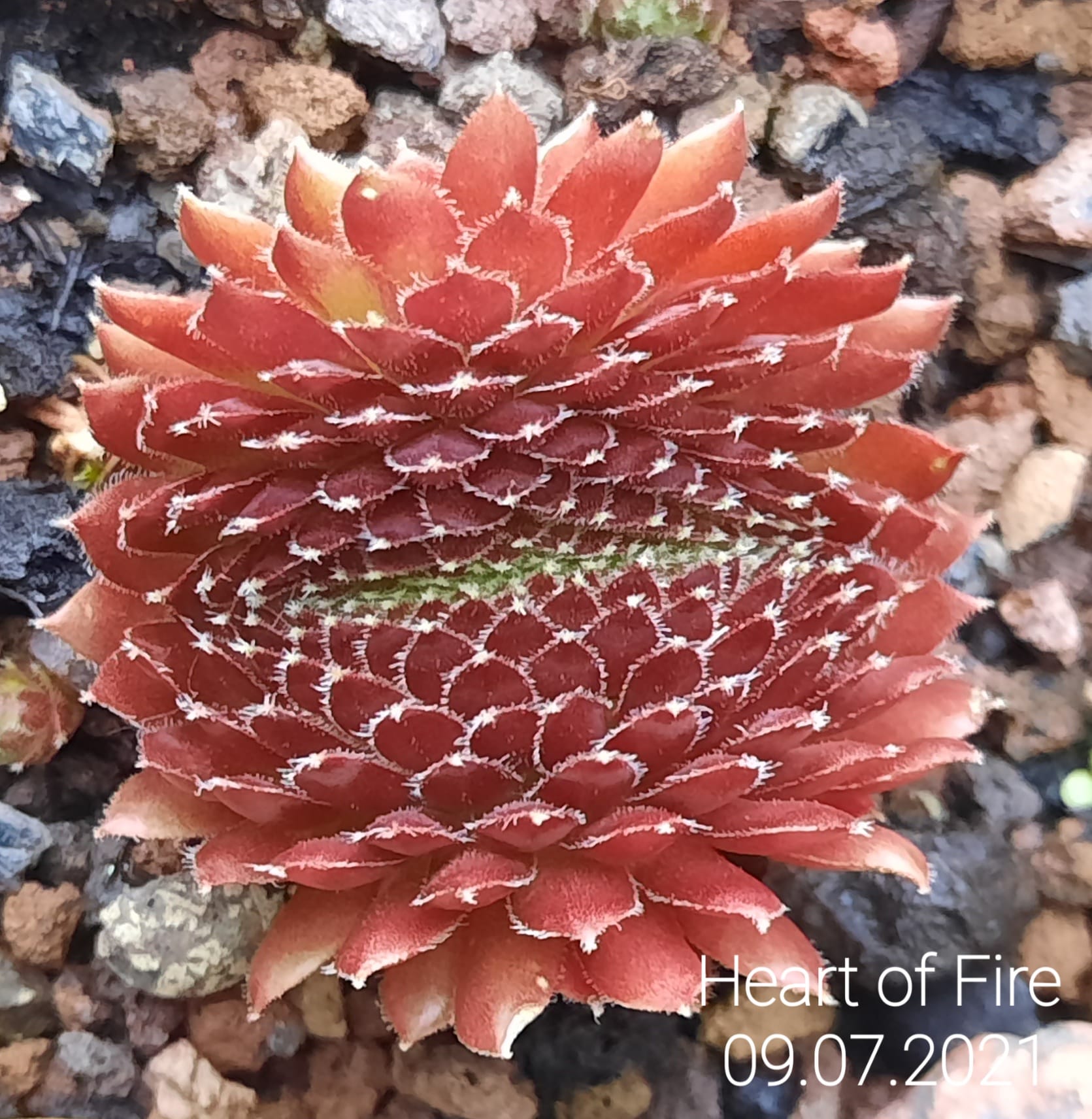 Heart of Fire