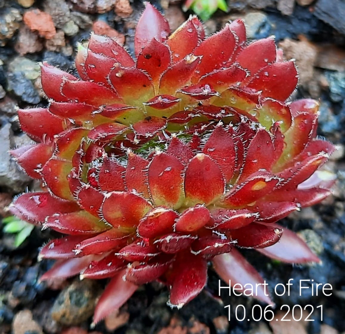 Heart of Fire