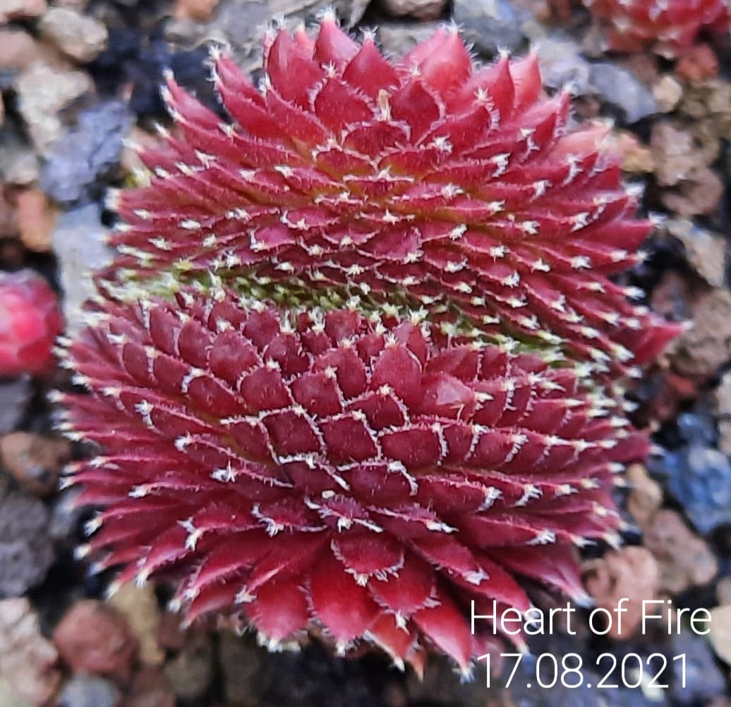 Heart of Fire