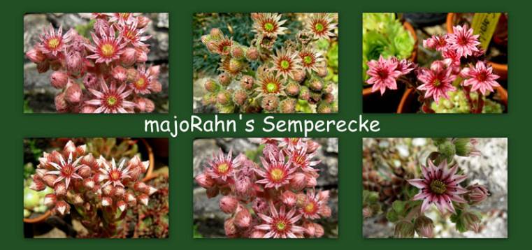 Sempsblüten