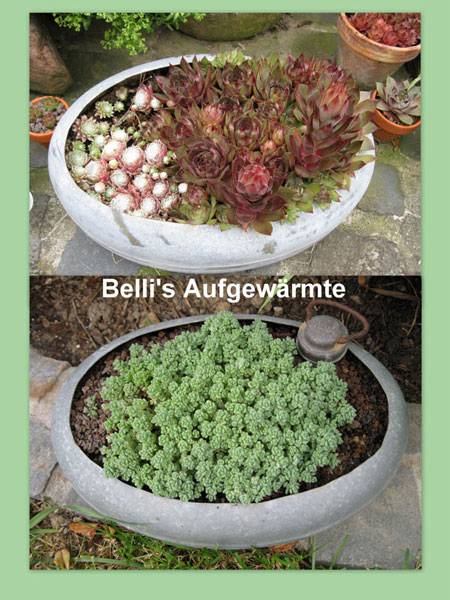 Bell's Aufgewärmte