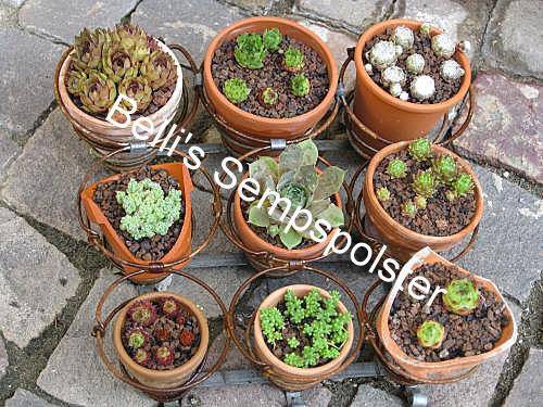 Sempspolster
