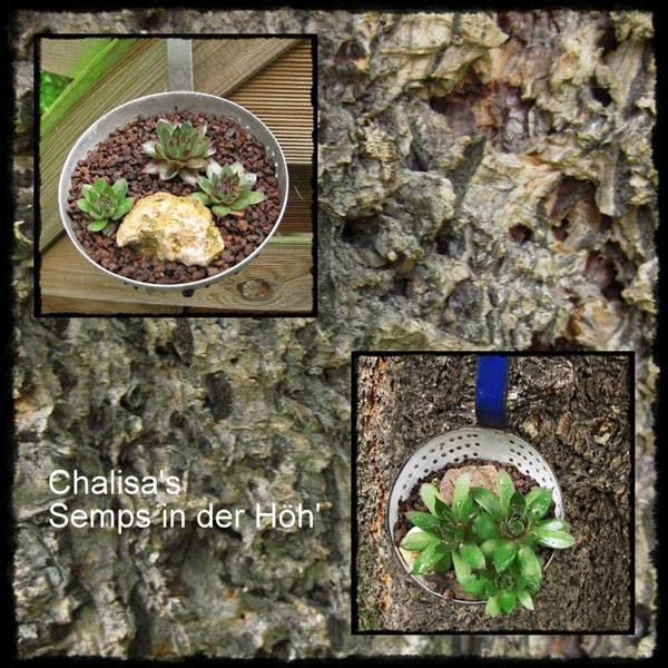 Semps in der Höhe