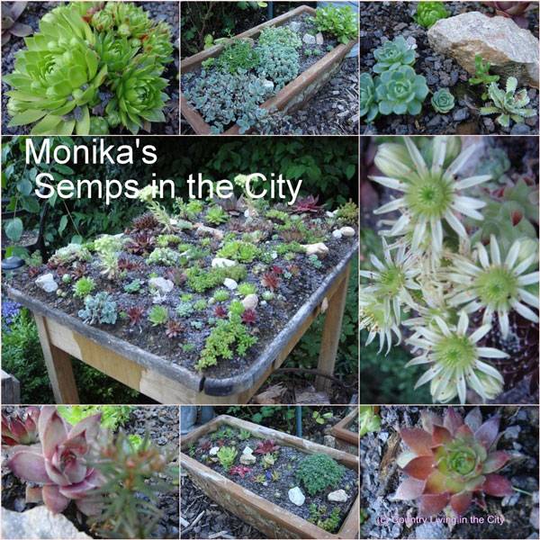 Monikas Semps in the City