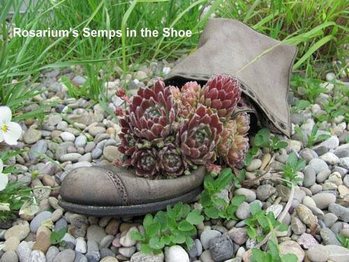 Schuh mit Semps