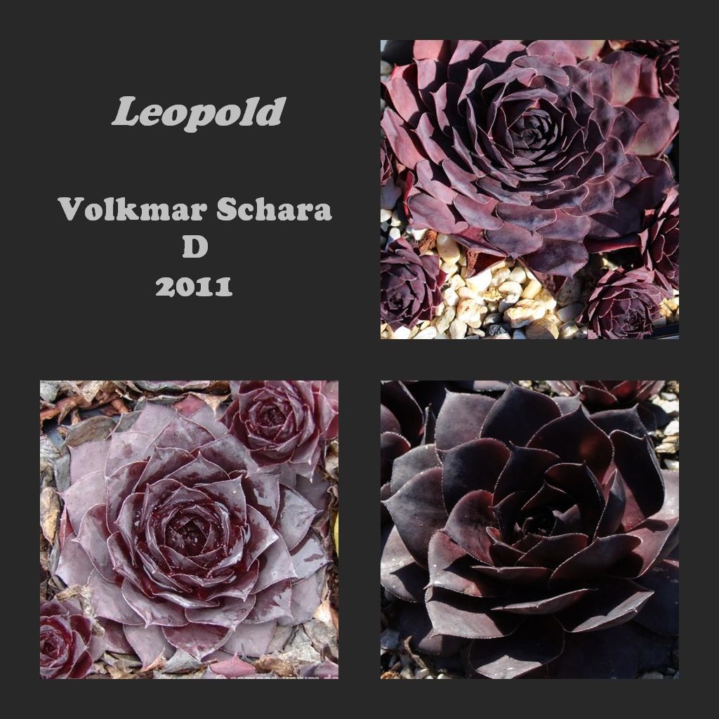 Leopold