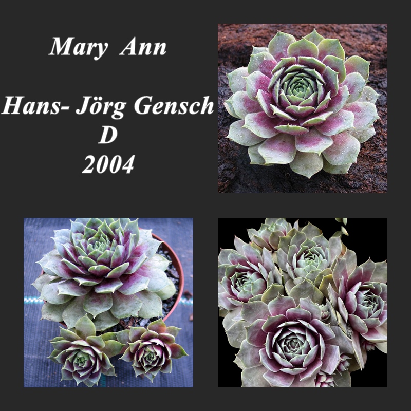 Mary Ann