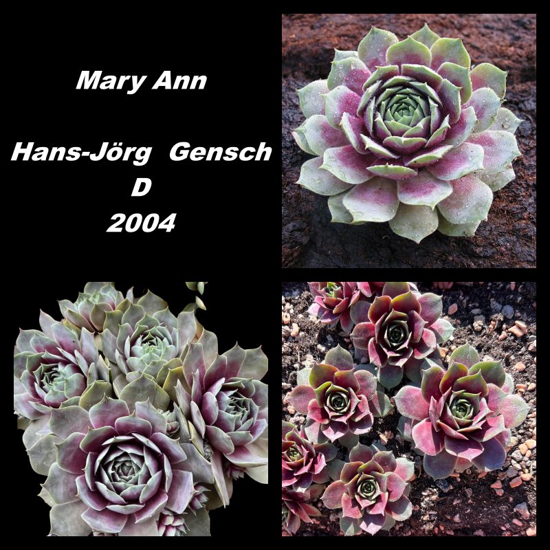 Mary Ann