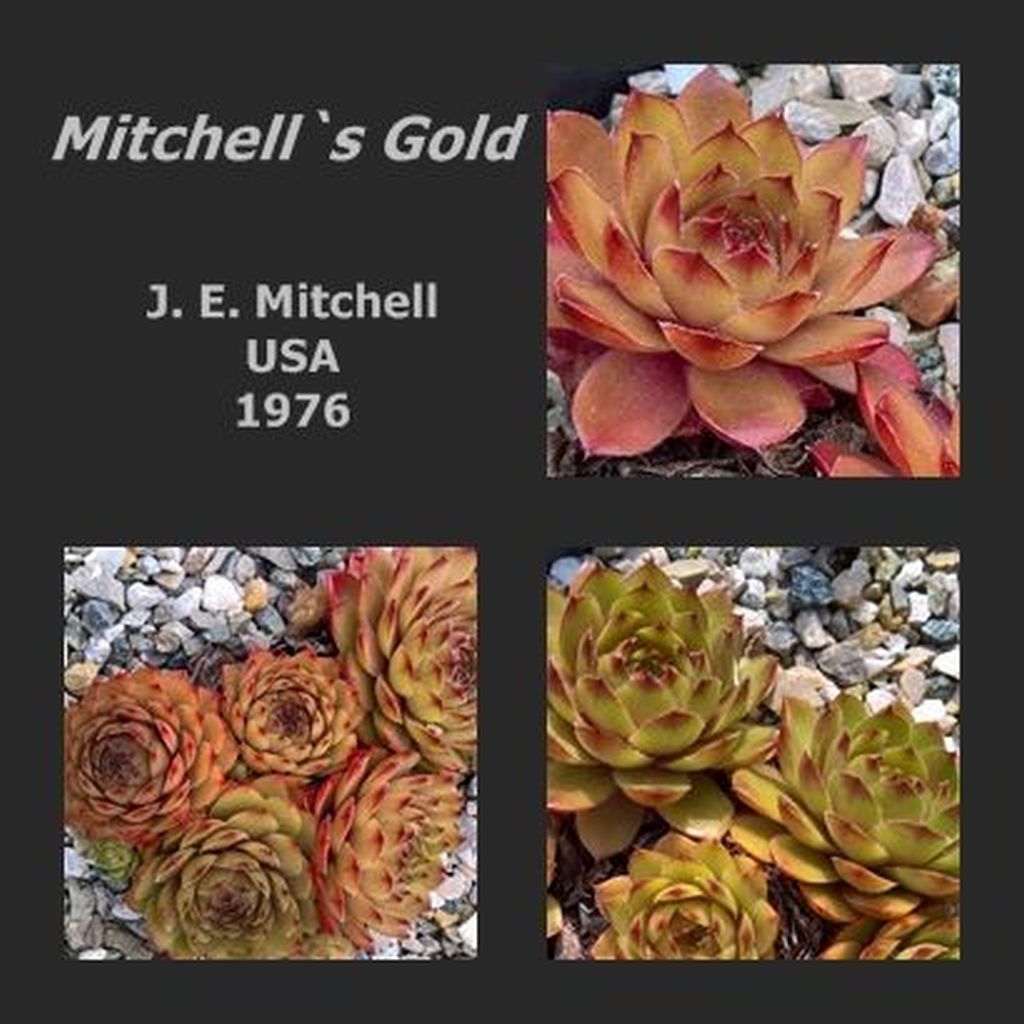 Mitchell's Gold
