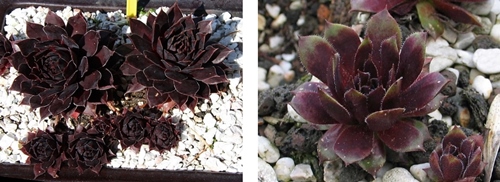 Schwarze Rose