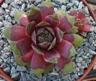 Yolanda