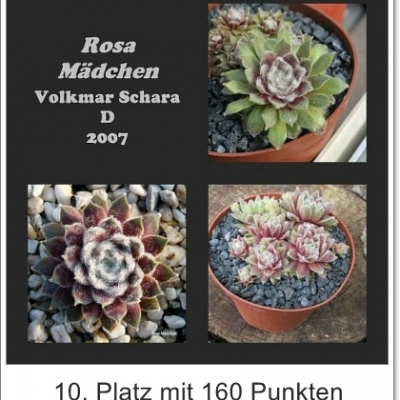 Rosa Mädchen