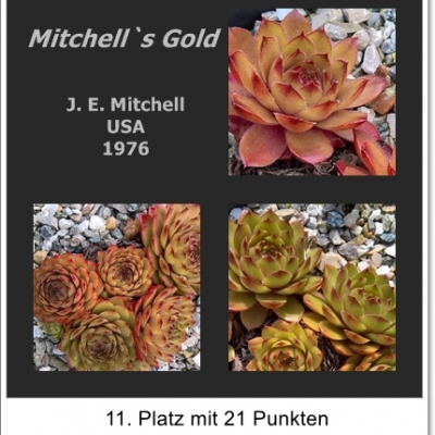 Mitchell's Gold