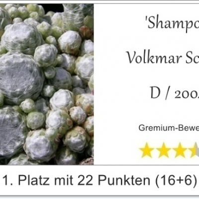 Shampoo