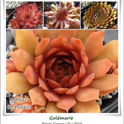 Goldmarie